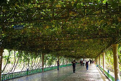 《艾尔登法环》DLC“黄金树之影”或将公布上市日期